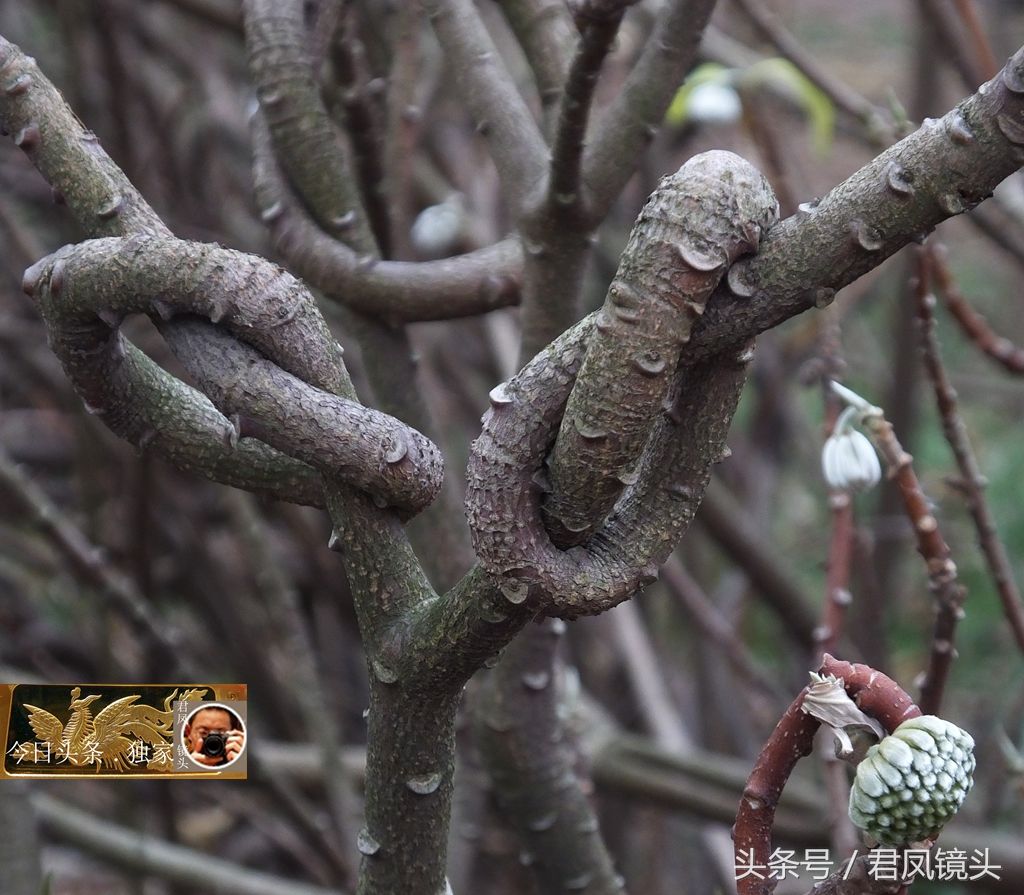湖北宜昌:梦花树被人打满结!传说可化解噩梦,你试过吗