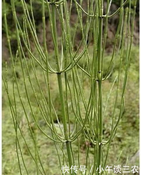 被称为"缺德草"野草能从土里吸收黄金,许多农民却非常