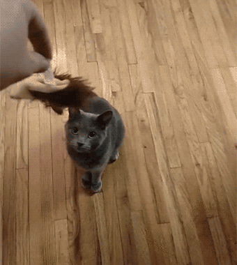 小时候,隔壁院子养条大黑狗,见了我就追着我咬.有时候