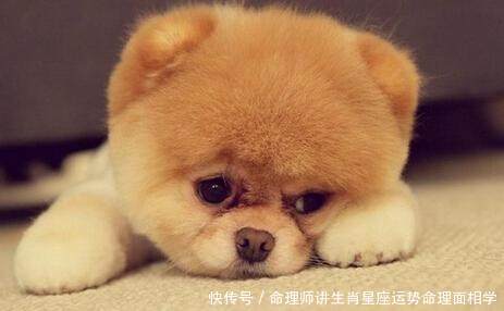 属龙人2020年运势运程_属马人2020年运势运程_属狗2020年运势及运程