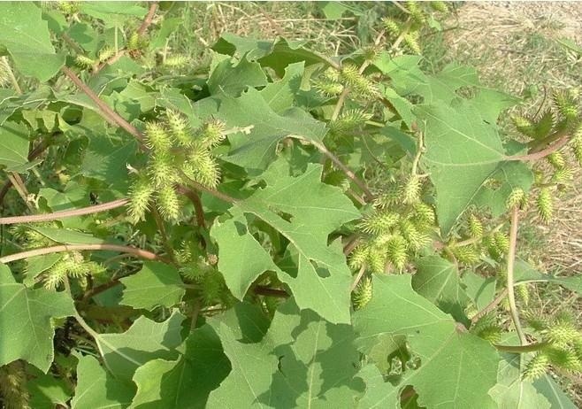 小时候经常玩的"苍刺头",没想到却是治疗鼻炎的必备神器