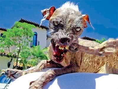 世界上最丑的八种动物第一名来自中国,它却无人认识