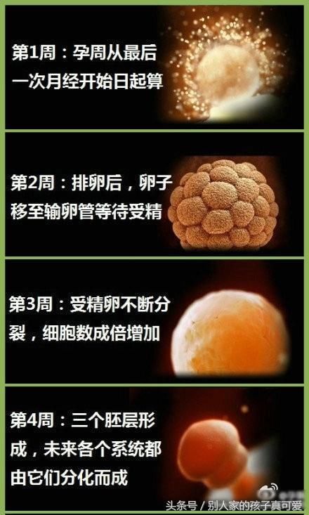 怀孕40天胚胎图片,怀孕40天胚胎图片高清 母亲在怀孕的过程中身体发生了巨大的变化,亲身感受了一个小生命在