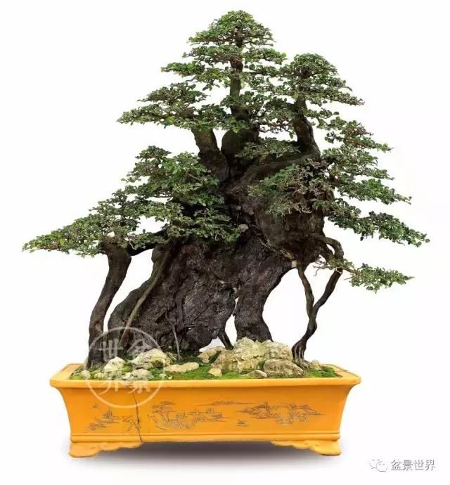 一组金奖盆景作品欣赏,舞动的山林,云重枝垂紫作荫