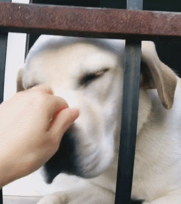 纸上面是这样写的:钢镚拉肚子了,请不要喂它了,谢谢!