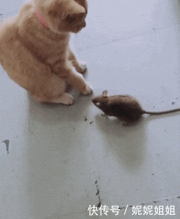 内涵段子: 堂叔是个屠夫,爱喝酒,一喝醉就打老婆,左邻右舍怎么拦也拦