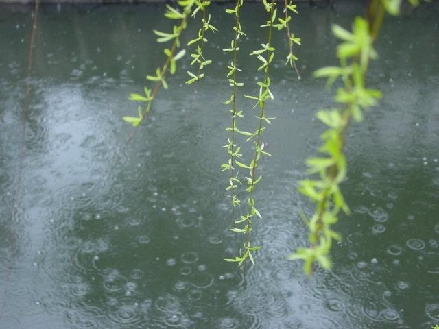 燕子来时,细雨满天风满院,阑干倚处,青梅如豆柳如烟