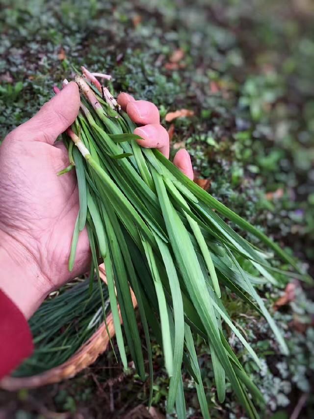 去略阳踏春挖野菜 重温童年时光