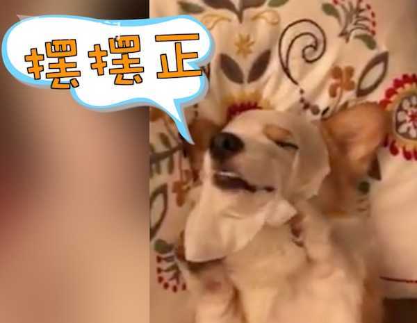 柯基犬因其性格活泼、亲人,深受铲屎官喜爱。那你见过电臀基、拖拉基、刨地基吗? 今天要给大家隆重介绍:敷面膜的精致男孩基。 什么?人要敷面膜,狗狗也要敷?! 视频中,一只小柯基居然在敷面膜,网友先是看到它熟练的样子感到惊呼,但仔细一看发现原来是倒带效果。 视频中,萌萌的小柯基先舔着面膜,之后再脸脸靠进、鼻头穿进面膜中,再用短手左右乔正,完美地贴好贴满。只见它一脸呆萌,躺在枕头上,好像在说哥也想成为精致的男孩! 网友纷纷留言,虽然是倒带的,但还是很萌、可爱死啦~、哈哈连柯基