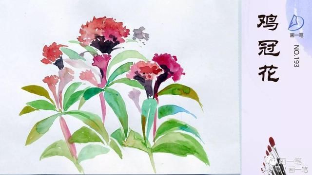 彩铅画:画画识花卉,凤仙花