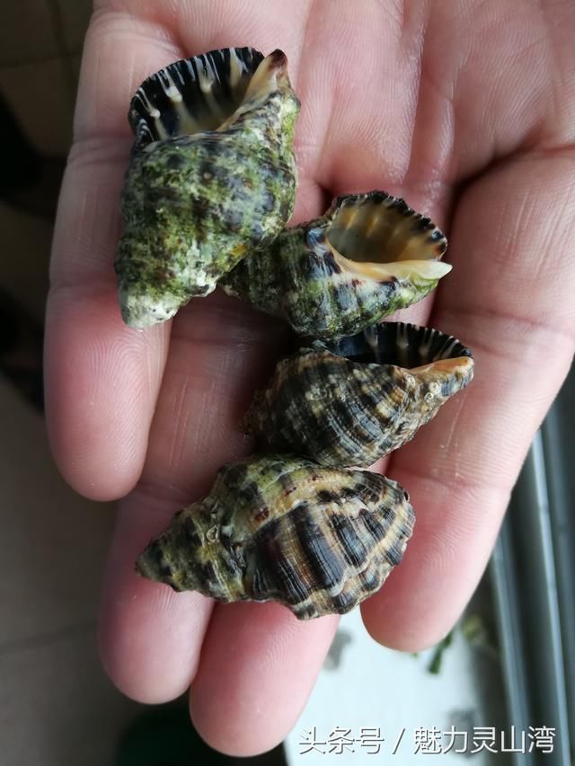 青岛沿海有几种小海螺,这些 你都吃过吗,知道它们叫什么嘛
