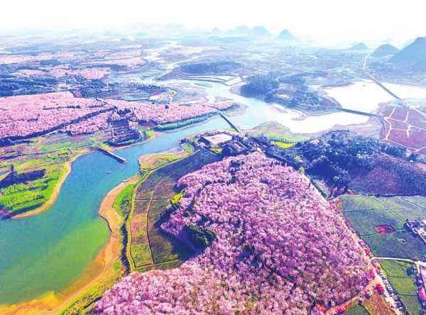 看完贵阳樱花看百里杜鹃,地球彩带已正式进入花期