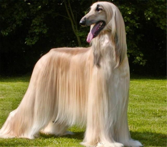 地球上最漂亮的5种狗狗,第一名配一次种就能赚10万元