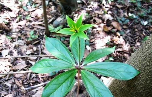 生于山野的百草之王:家有七叶一枝花,民间百病一把抓