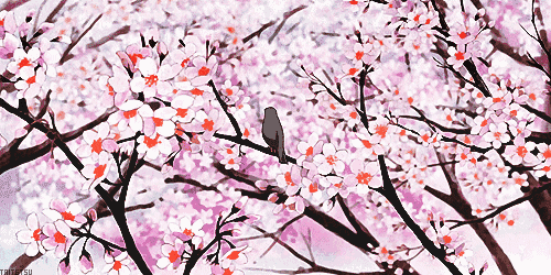 中山公园樱花已盛开!青岛人注意,花期很短,不来后悔!