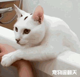 有时候却也很暖心……国外一位女主人在浴室里的浴缸泡澡时,家里的猫