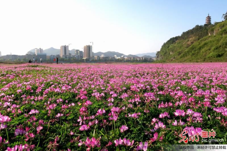 2018年3月27日,在广西桂林市全州县三江口湿地拍摄的紫云英花海.