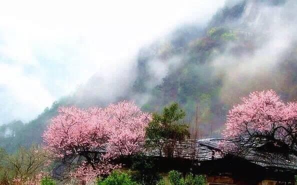 三生三世桃花景色 普者黑:"小桥流水人家"这是一个美丽的