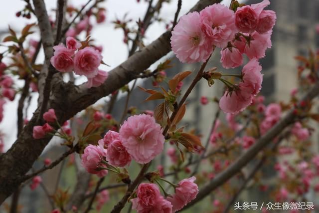 只见两侧树上粉红色的樱花绽放,整条街道是顿时是花香四溢,香气袭人