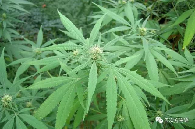 大麻究竟长什么样?