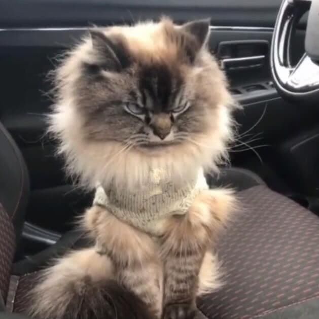 猫咪毛发霸气,眼神犀利,谁看到都害怕!