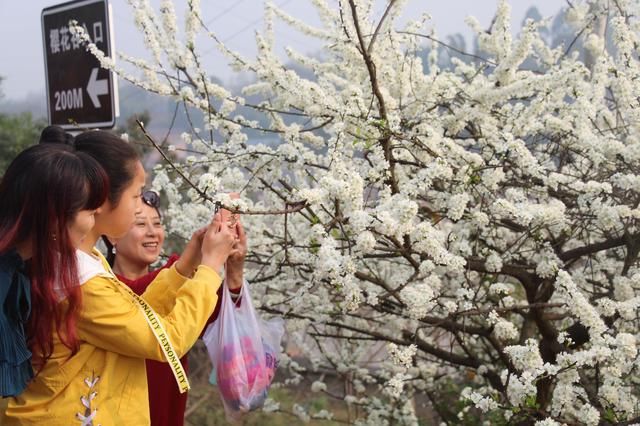 2018泸州赏花路线第一站:丹林樱花谷