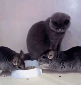 壁纸 动物 狗 狗狗 猫 猫咪 小猫 桌面 261_275 gif 动态图 动图