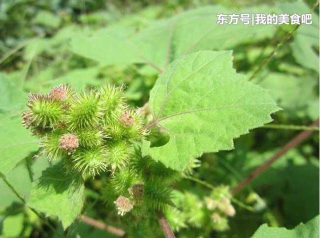 这种植物的学名叫做苍耳子,属于一种祛风湿中药,主治:发散风寒,通鼻窍