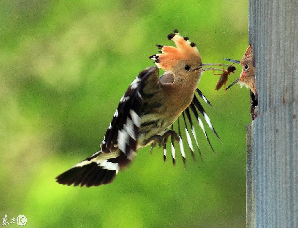 抓拍一组精彩的啄木鸟喂食照片,瞬间的美丽让人过目难忘