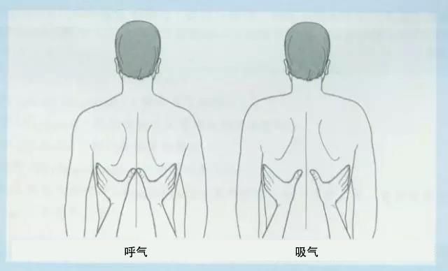 评估者站在受测者后方,双手平贴于受测者两侧肋骨,下部两手大拇指在