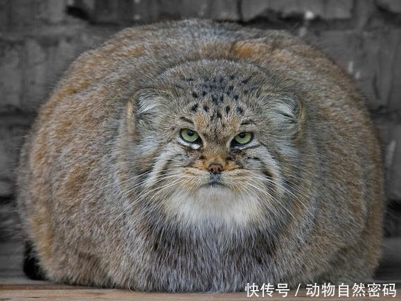 表情上最凶的猫,婴儿堪比二哈,活了500万年微信表情动态世界图图片