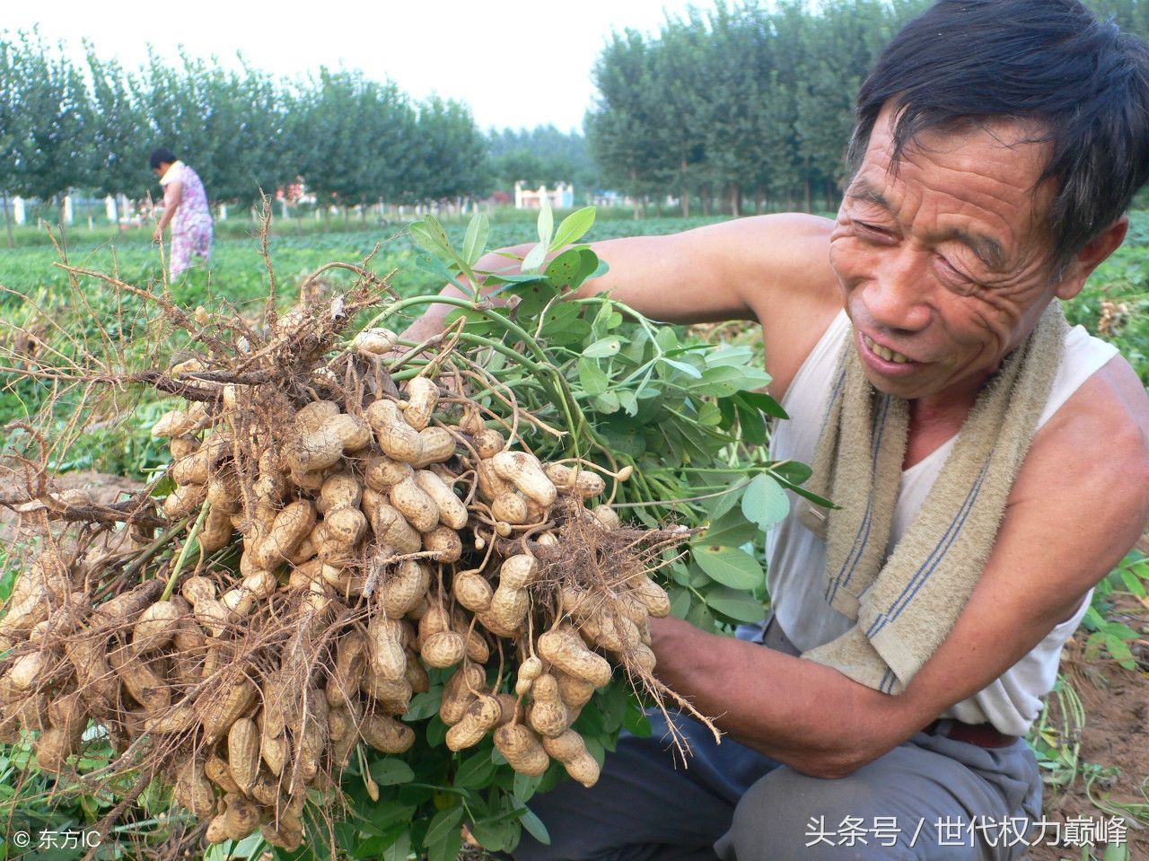 挖花生的季节,花生枝杆当柴火烧听老中医的话把它存起来