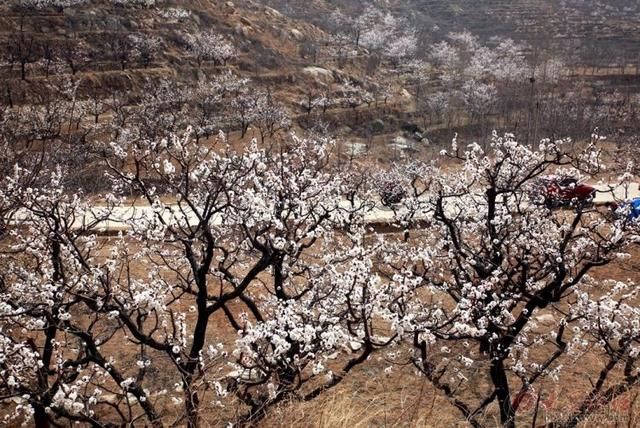 济南历城仲宫镇的梨花林,欣赏"梨花一枝春带雨.