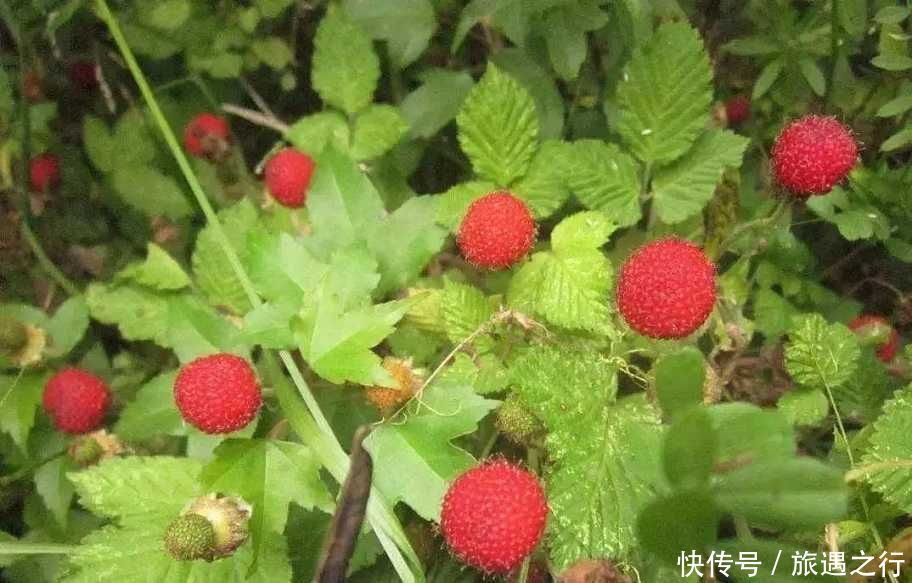 野生草莓成熟季:蛇莓,覆盆子,树莓,刺梅,哪种草莓最好