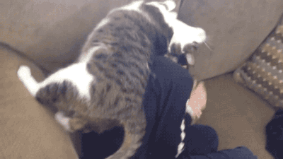 4,耍赖皮的小猫咪