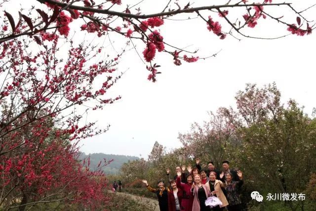 因樱花种植基地在云雾山,燃灯山两山的峡谷内,而得名为"樱花谷".