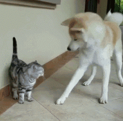 壁纸 动物 狗 狗狗 250_245 gif 动态图 动图