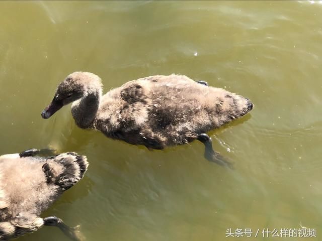 有成年的黑天鹅也有幼年的,小时候的黑天鹅毛还没长期,长得的确挺像