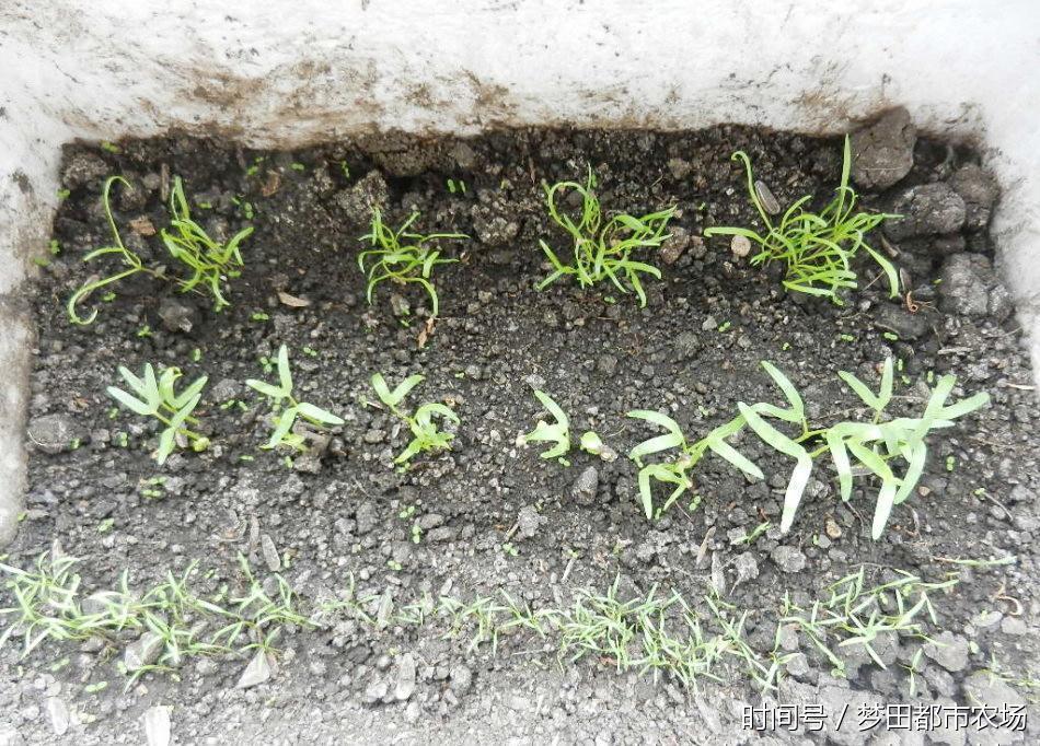 阳台种菜|在家这样种植空心菜,易种易活!