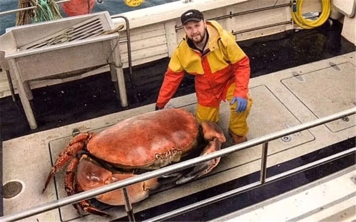 皇帝蟹 目前为止已知的最大的蟹足足有66公斤!
