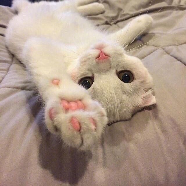 解梦，为何会梦到被猫抓？