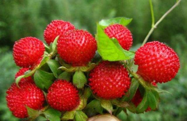 梦境解析,我梦到一只猫把蛇吃了 梦境解析,我梦到一只猫把蛇吃了