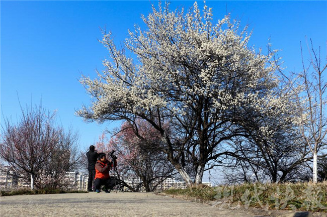 初春美景:春风送暖梅花开 风景如画