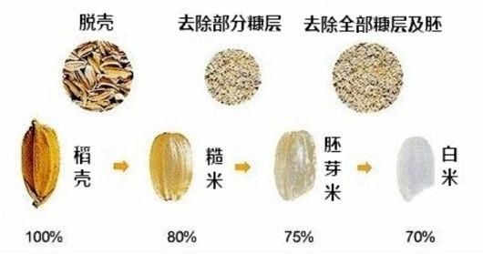 dna证实水稻起源于中国 来看世界第二大粮食作物的故事