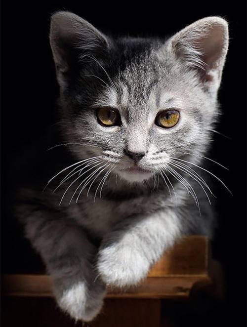 b.高冷的猫咪