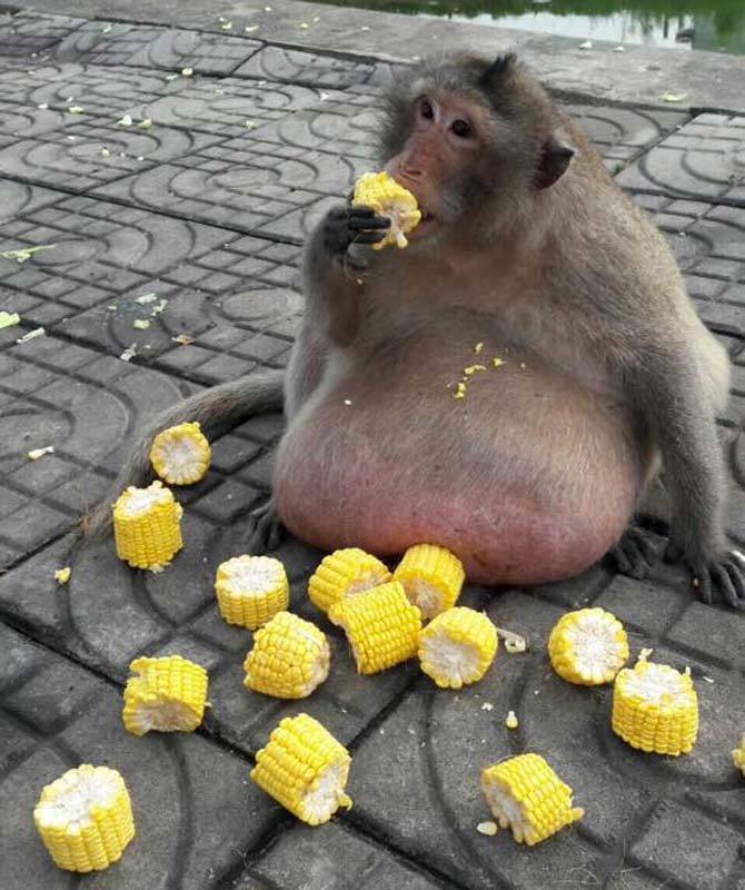 a猴子猴子被锻炼减肥营进行燃烧和流汗一脸脂肪运动后节食是送到无奈图片