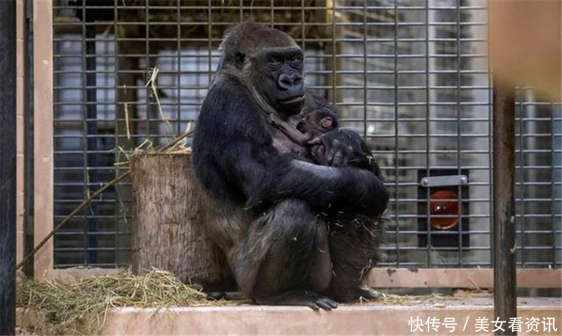 动物园大猩猩产下一只幼崽,当工作人员看到小猩猩后愣住了!