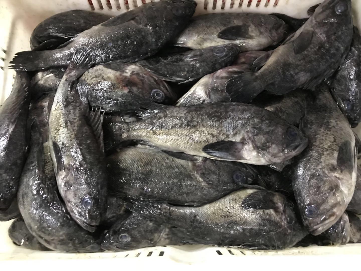 这是黑头鱼,深海鱼,8元一斤,这种鱼住在深海,听说靠吃岩浆,鱼肉不是很