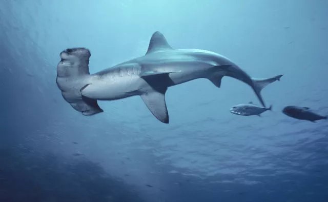 非凡双眼 双髻鲨又称锤头鲨(身材酷似锤子),主要分布在西大西洋的亚