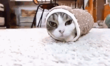 娇气的猫和狗有这么长的毛还怕冷,把自己裹成一团太萌